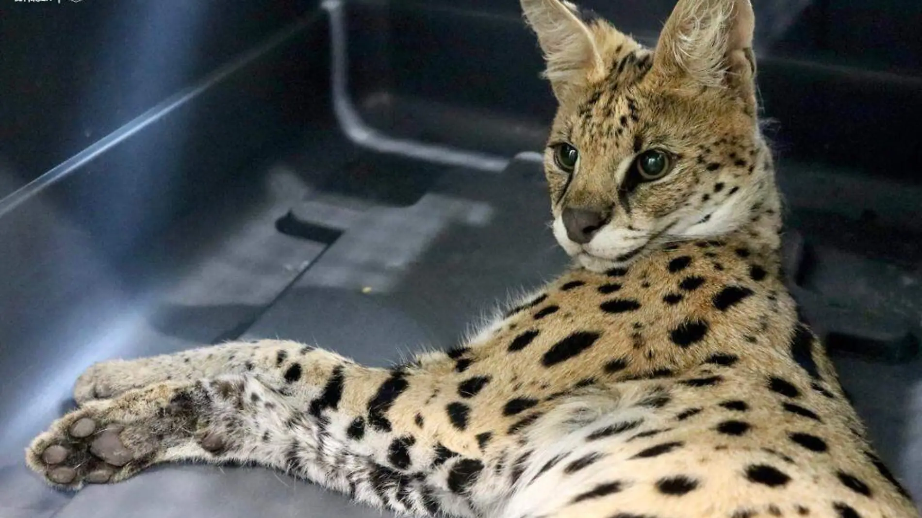 Serval macho - Zoo 1